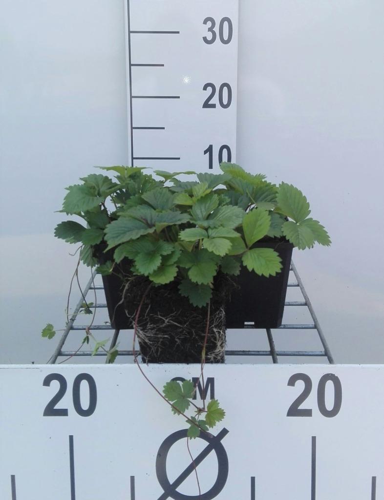 Aardbeienplantjes, Tuin en Terras, Planten | Tuinplanten, Ophalen, Volle zon, Vaste plant, Zomer