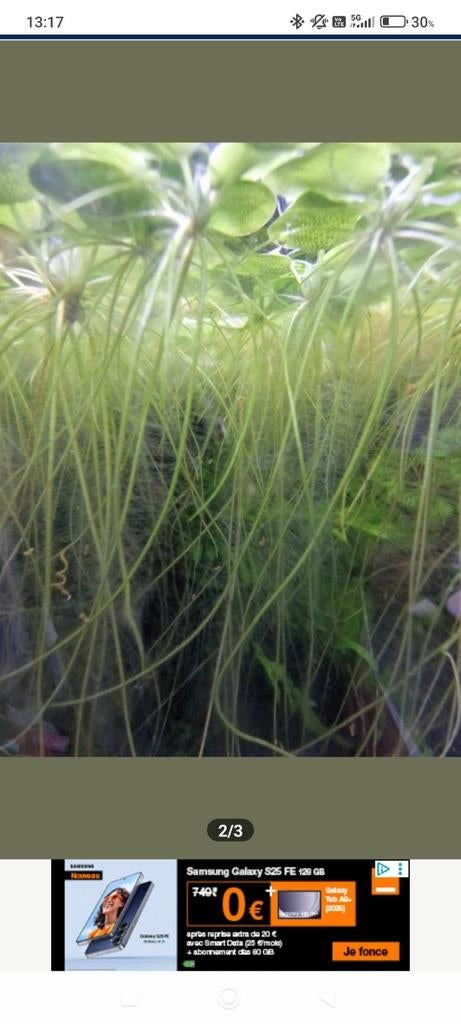 Zoek frogbit aquarium drijfplantjes., Enlèvement, Comme neuf, Plante(s), Pierre ou Bois