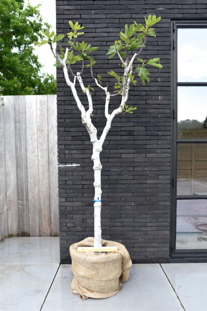Vijgenboom - ficus carica Brunswick 140cm hoog, Tuin en Terras, Ophalen, Volle zon, In pot, Vijgenboom