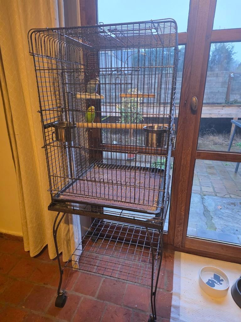 2 parkieten mannetje en vrouwtje, Enlèvement