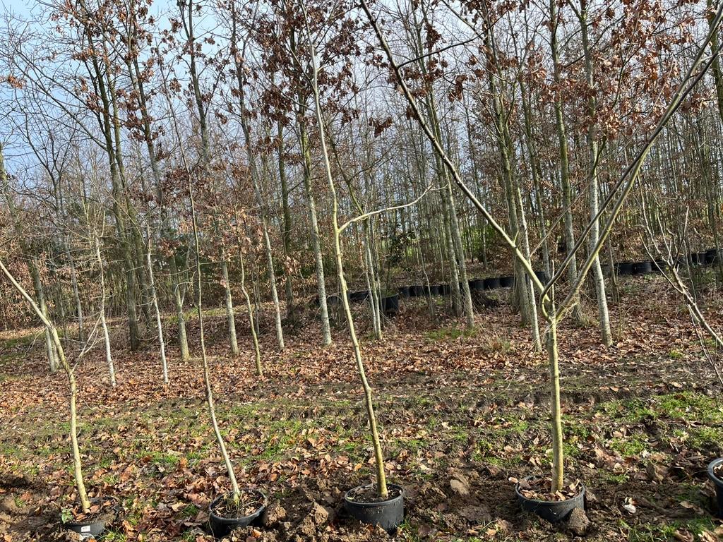 Notenboom, Tuin en Terras, Ophalen, In pot