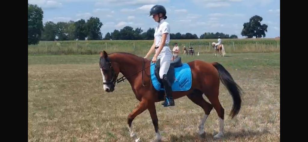 Super chique brave D pony, Hongre