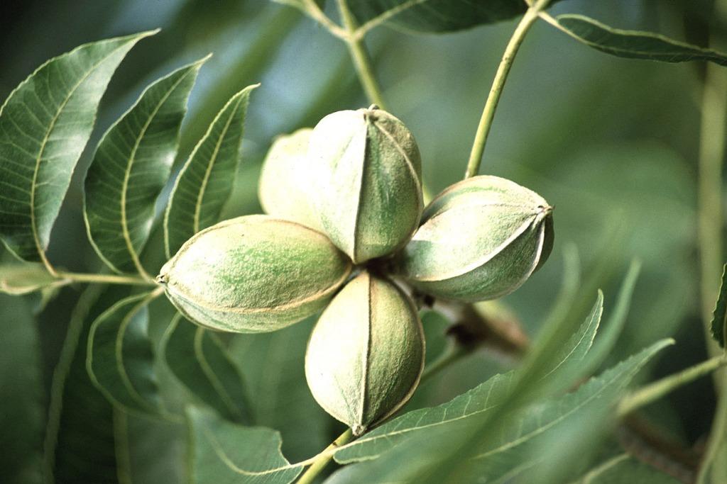 Carya in soorten, Ophalen