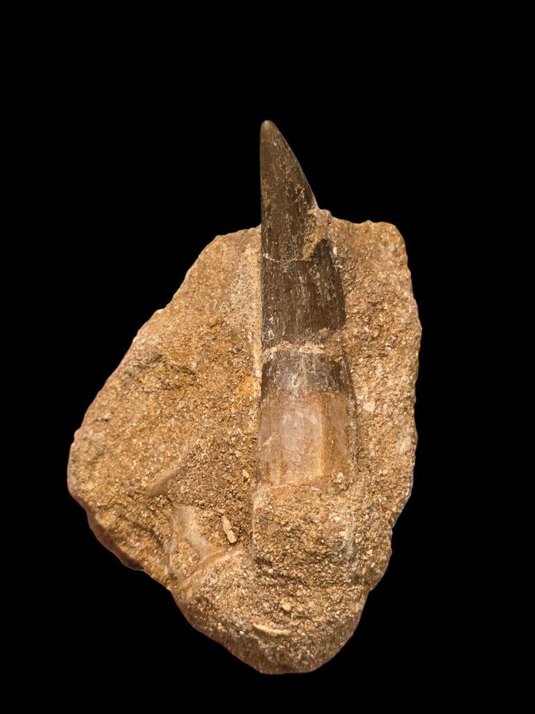 Plesiosaurus mauritanicus tand in matrix 6,5 cm.

Unieke kan, Ophalen of Verzenden, Fossiel
