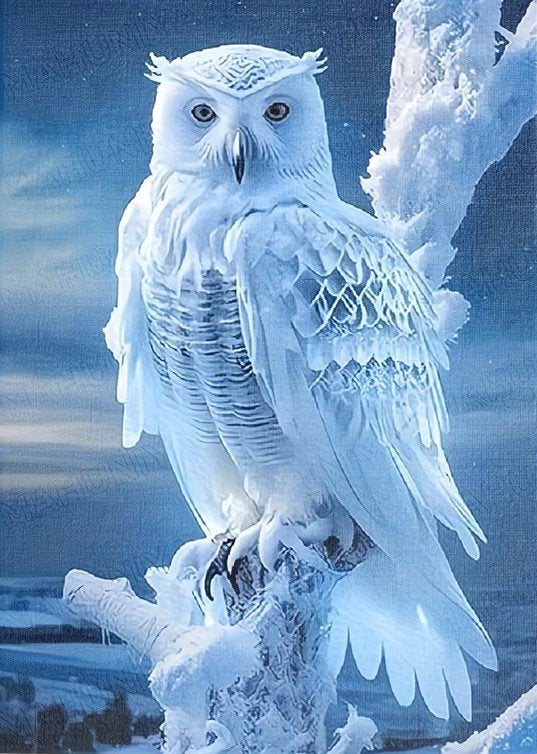 50x40cm Diamond Painting sneeuw Uil (rond) nr 100, Hobby en Vrije tijd, Verzenden, Nieuw, Meerkleurig, Overige merken