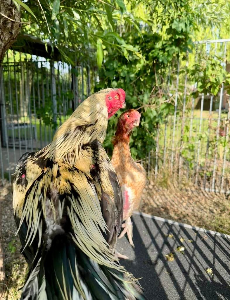 Aseel Parrot Beak Haan – Exclusief voor de Kenner, Dieren en Toebehoren, Pluimvee, Kip, Mannelijk