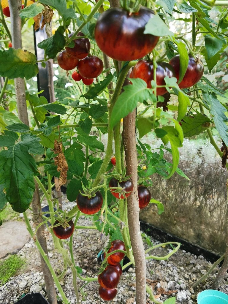 5 graines de tomates Queen of the Night - culture biologique, Envoi, Printemps, Graine