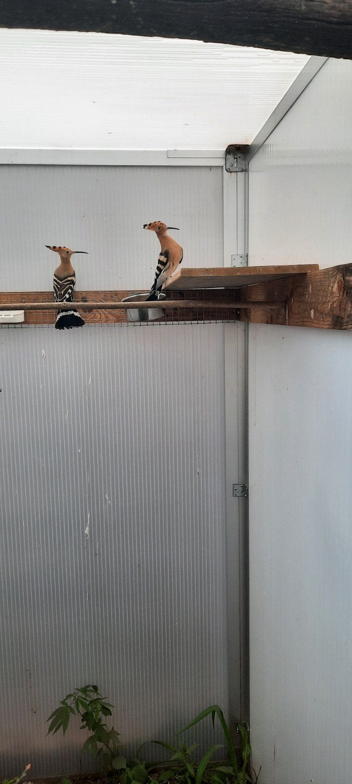 Hoppen, Dieren en Toebehoren, Geringd
