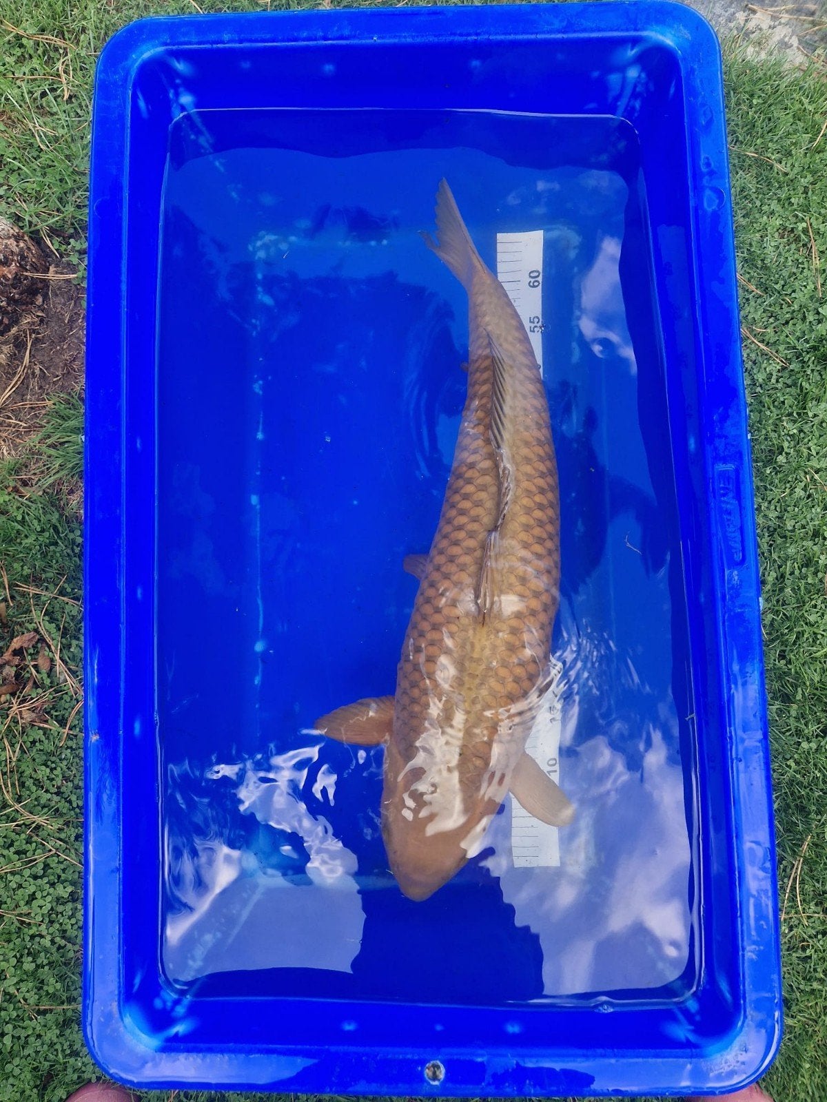Très grand Chagoi de Hirasawa 65-70 cm, Animaux & Accessoires, Poissons | Poissons d'étang