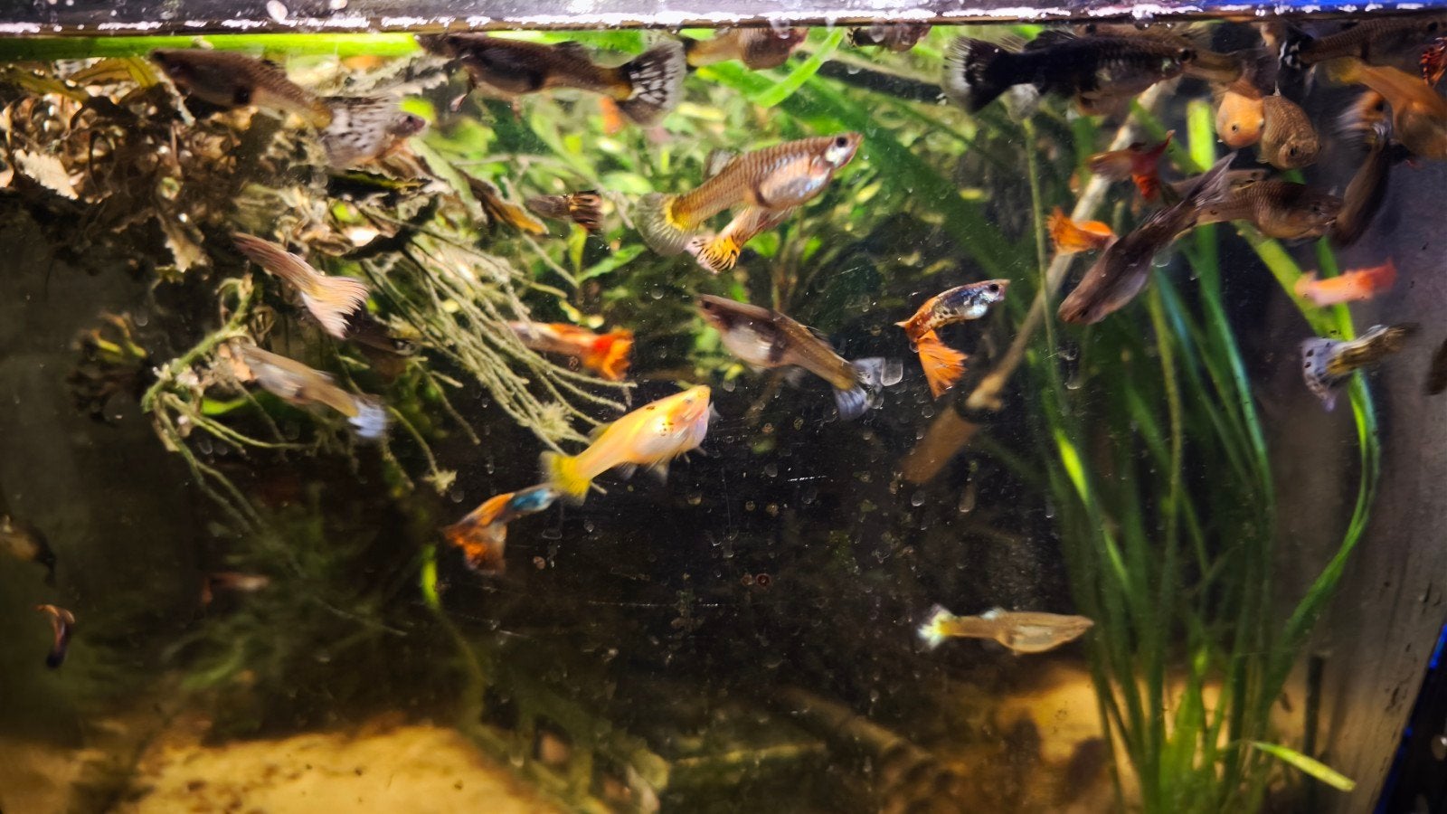 guppies te koop