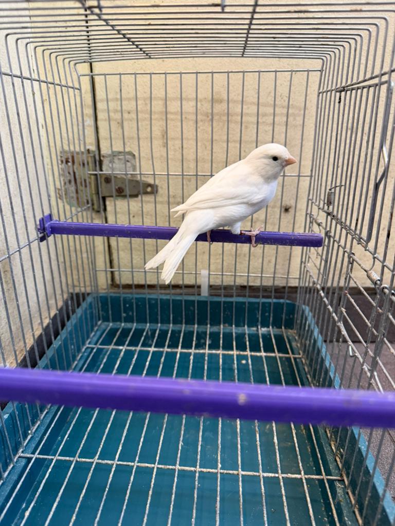 Canaris femelle 2024, Animaux & Accessoires