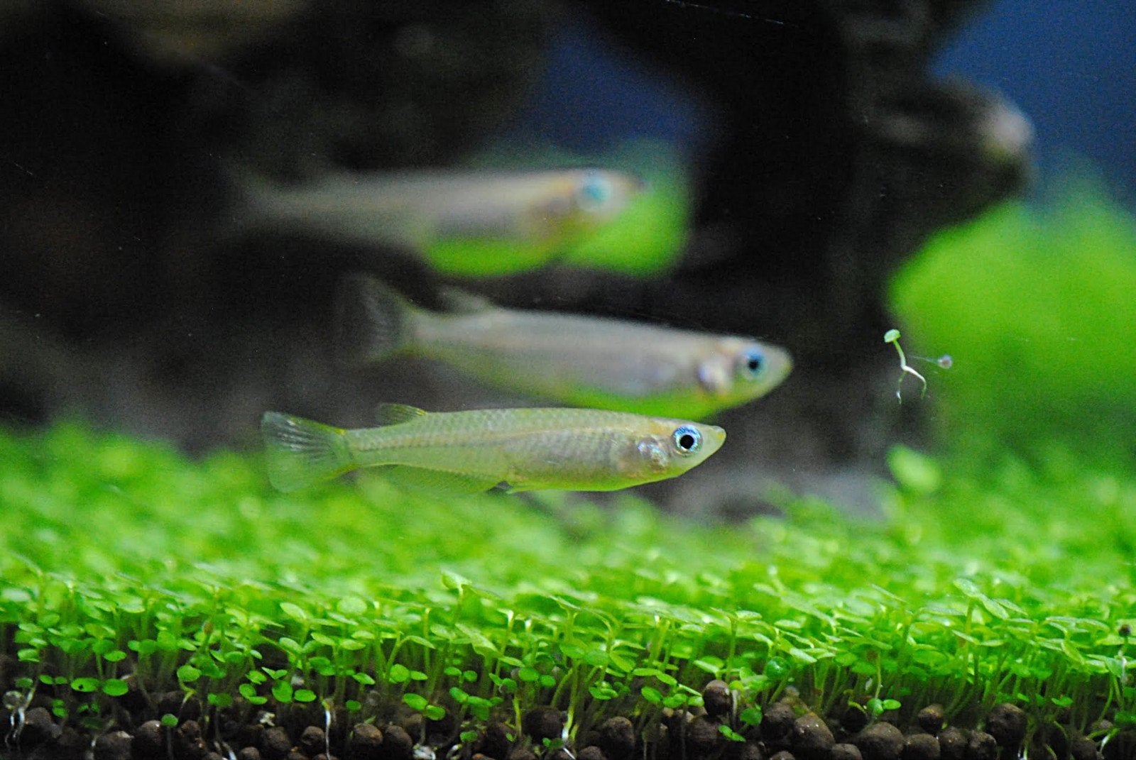 Gezocht visjes, Animaux & Accessoires, Poissons | Poissons d'aquarium