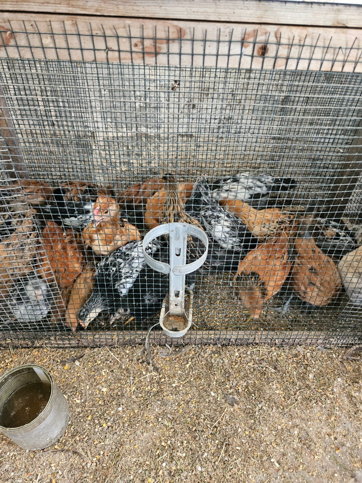 A vendre jeunes poules, Animaux & Accessoires, Volatiles