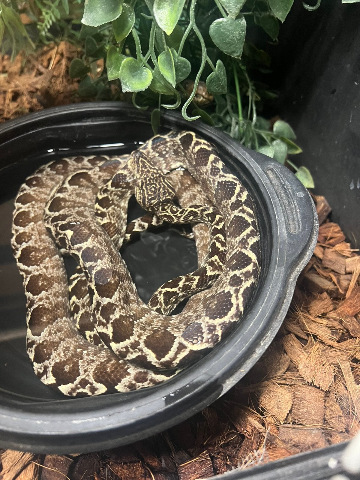 Koppel corallus hortulanus 2024 (Amazoneboa's), Overige soorten