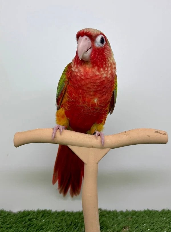 Conures de molinae femelle EAM/ apprivoisée, Animaux & Accessoires, Femelle, Perroquet, Domestique