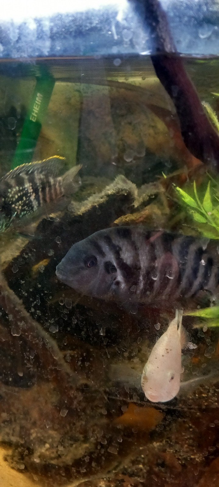 malawi's  te koop, Vis, Zoetwatervis