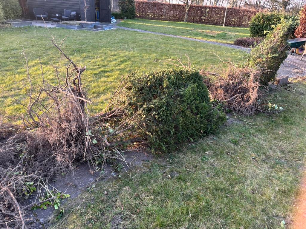 Taxus, Enlèvement, Taxus, Haie