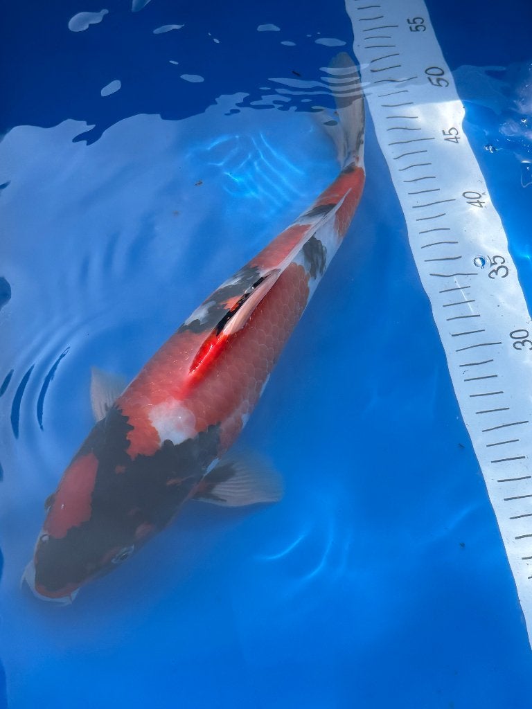 Japanse Koi: Showa 36cm, Karper of Koi