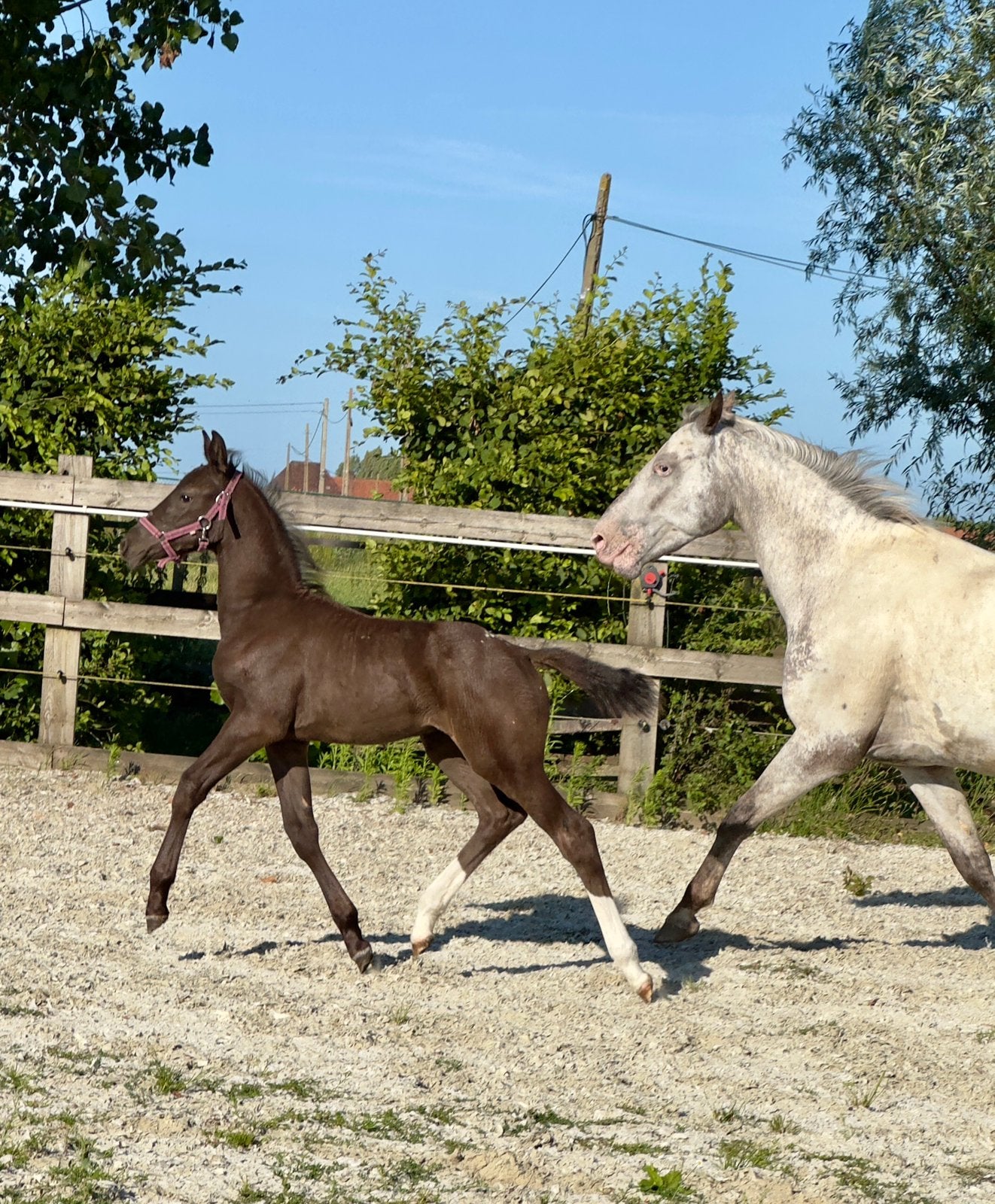 Appaloosa unique de Casall ASK, Animaux & Accessoires, Avec pedigree, 160 à 165 cm, 0 à 2 ans, Jument