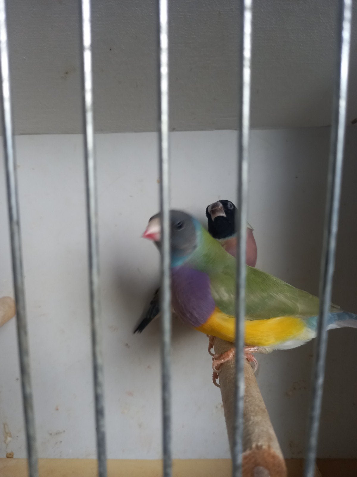 PRACHTIG Koppel gouldamadines te koop, Animaux & Accessoires