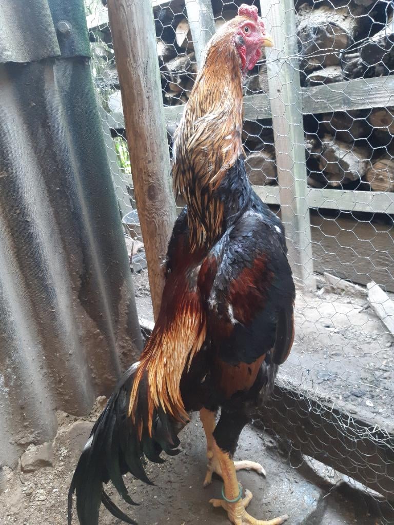 Shamo, Dieren en Toebehoren, Mannelijk, Kip