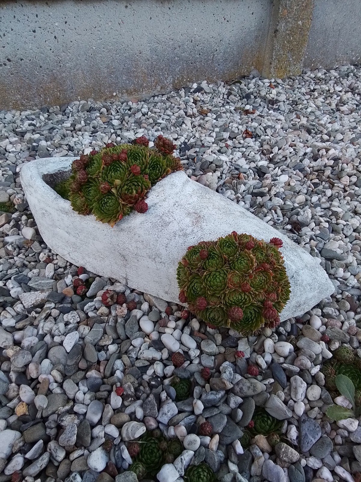 2 oude schoenen in beton met vetplantjes, Tuin en Terras, Ophalen