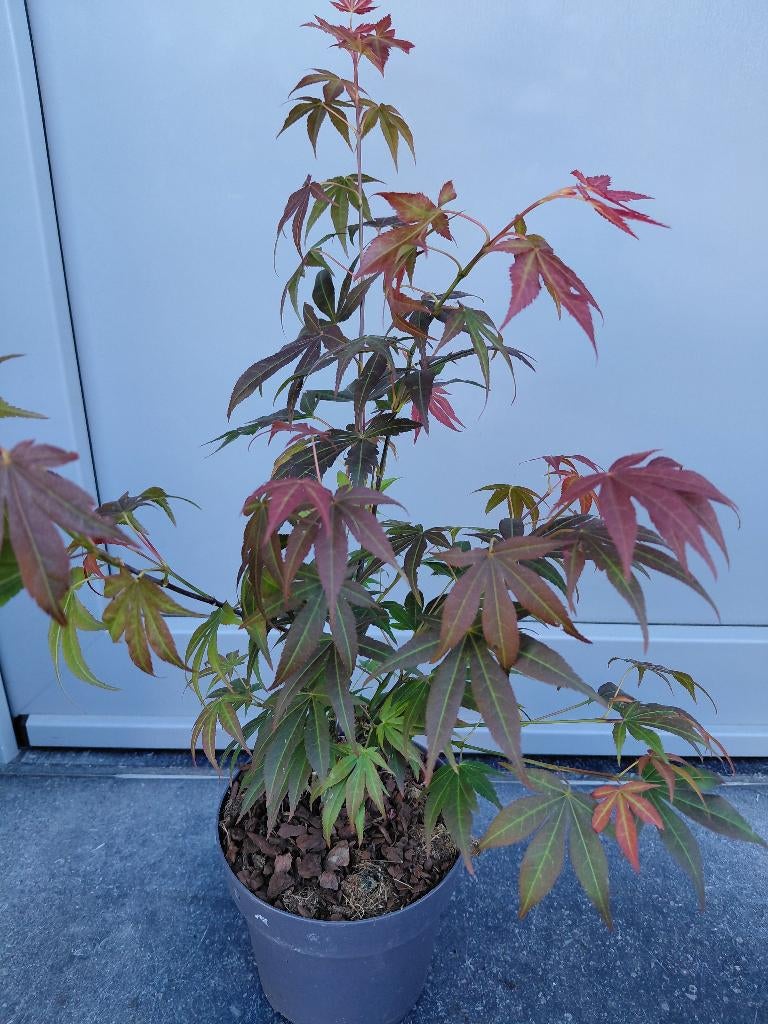 Acer Atropurpurea in verschillende maten, Tuin en Terras, Planten | Struiken en Hagen, Ophalen, Esdoorn
