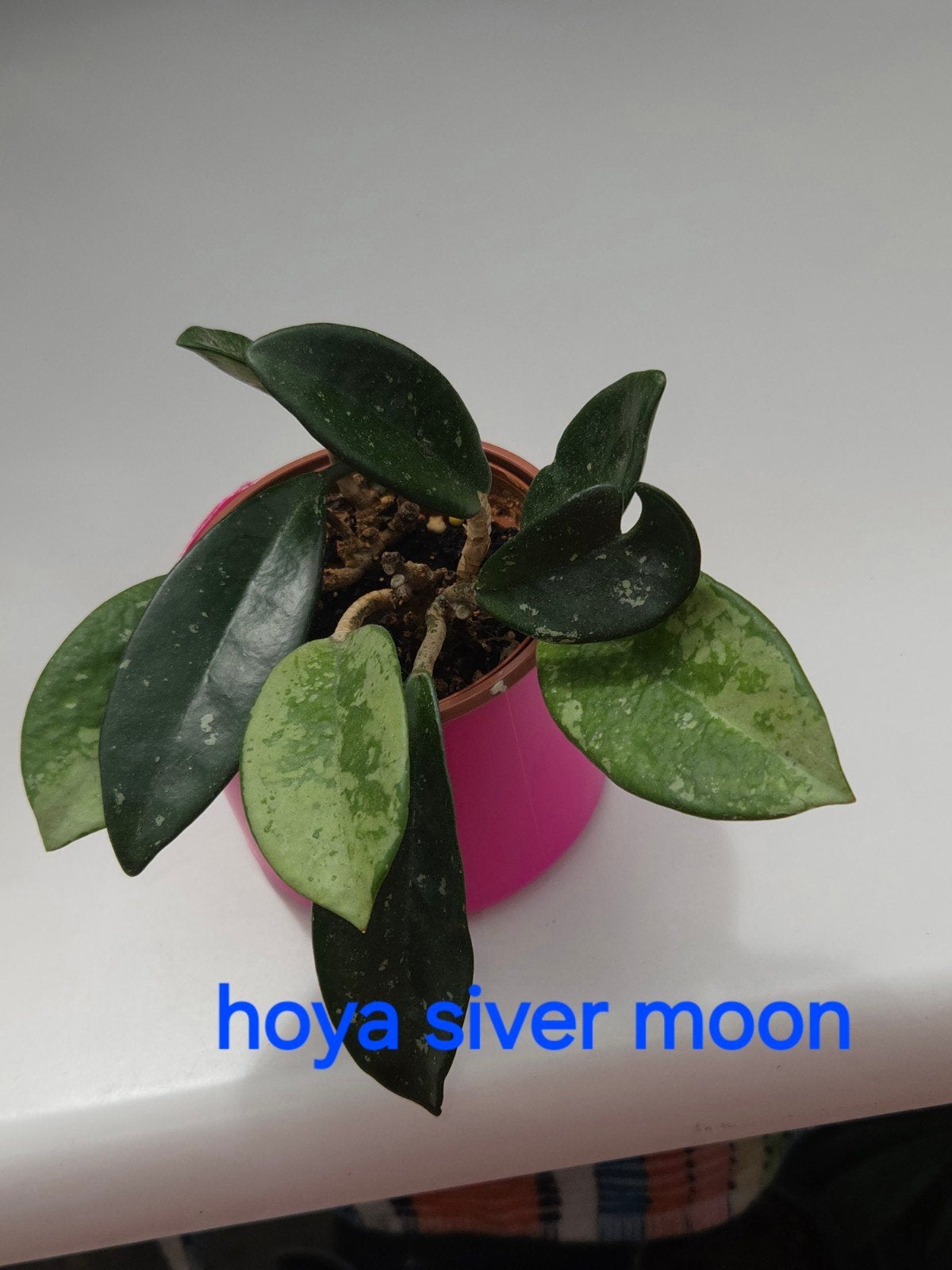 Hoya, Envoi