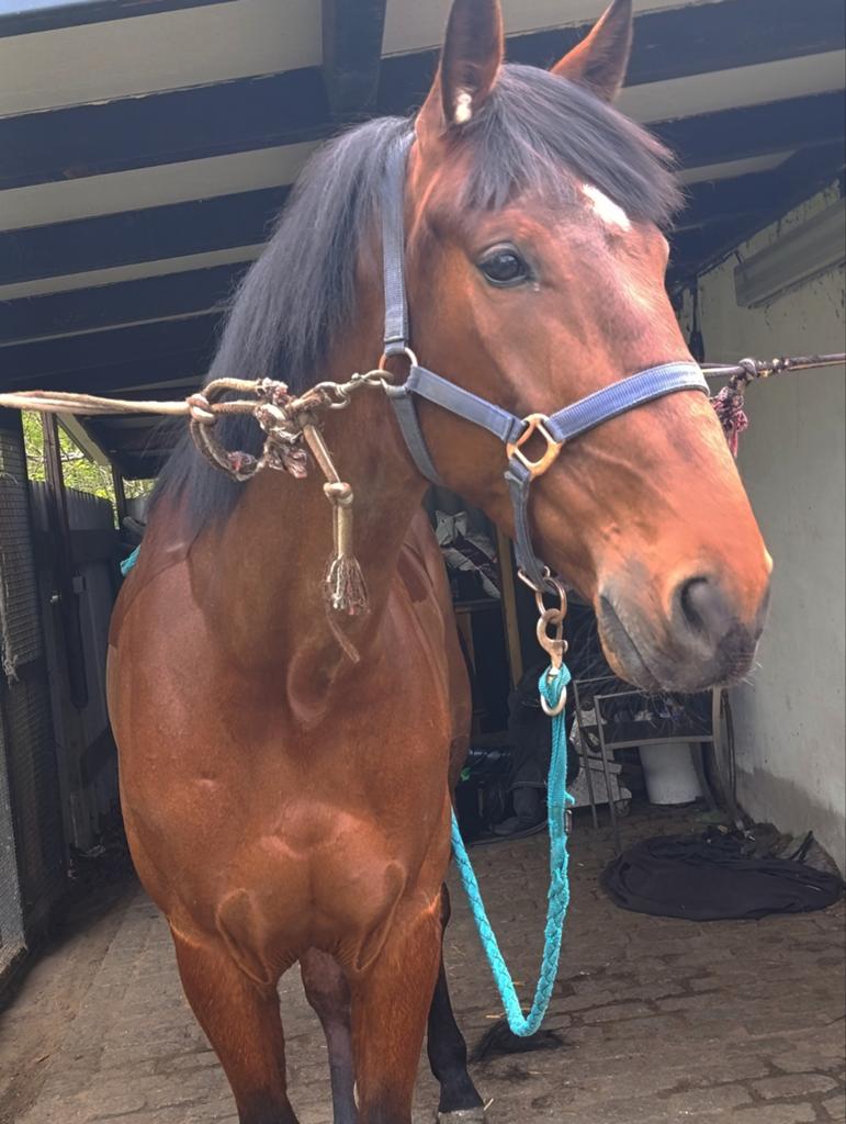 Super braaf kindvriendelijk familie paardje, Hongre, Cheval de récréation, Vermifugé
