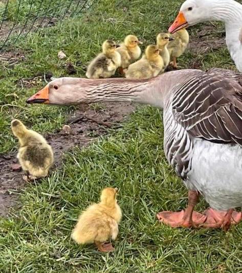 Broedeieren gans, Animaux & Accessoires, Volatiles