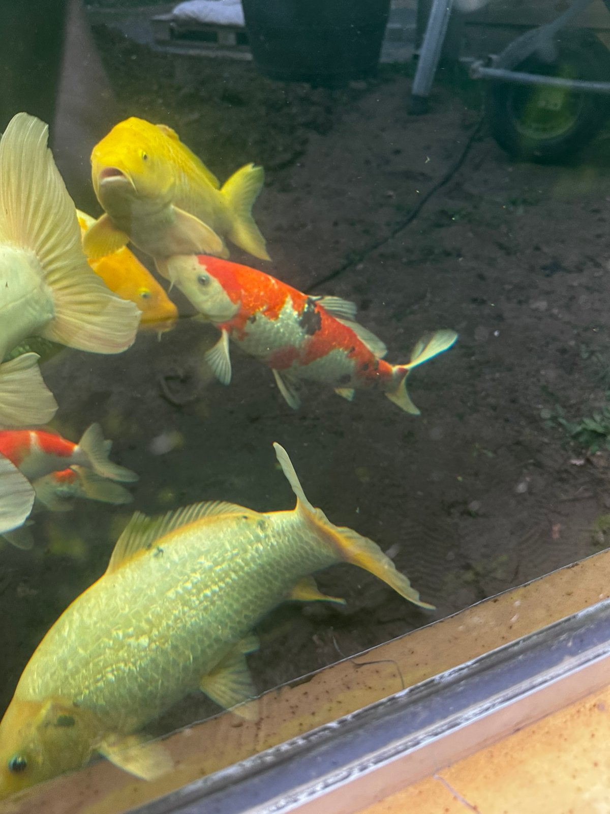 Koi karpers