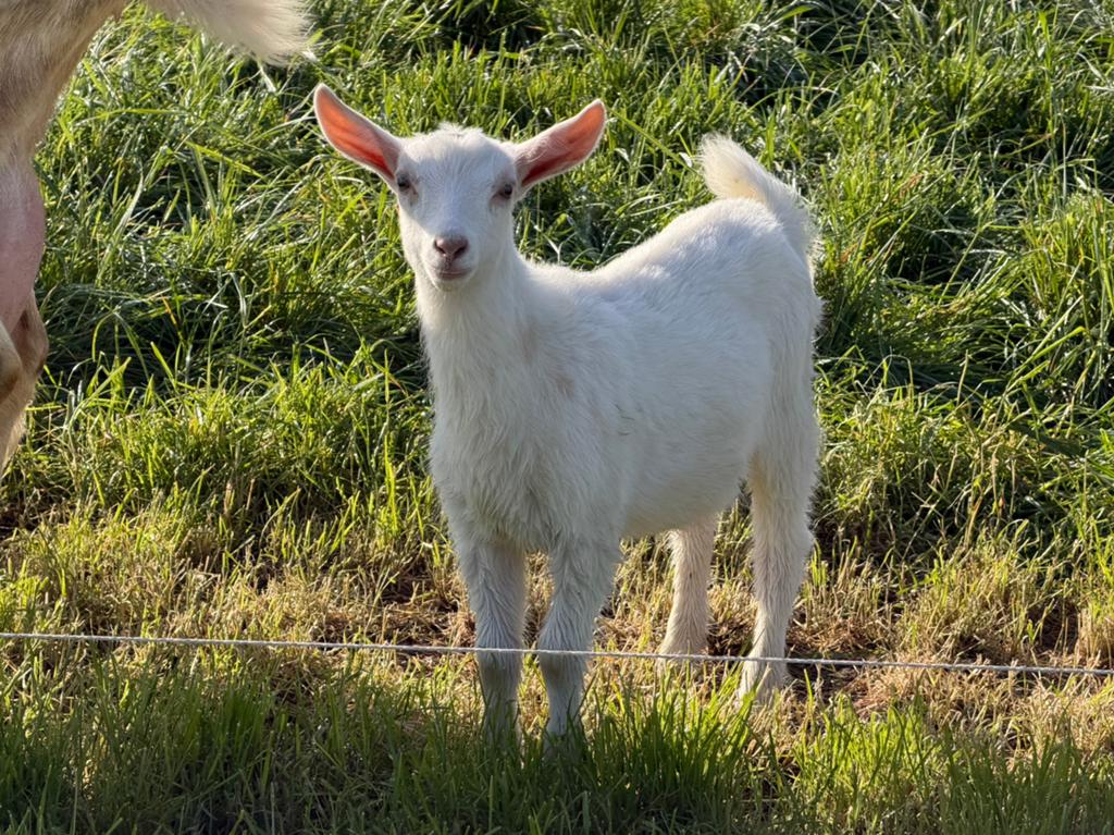 Melkgeiten, Dieren en Toebehoren