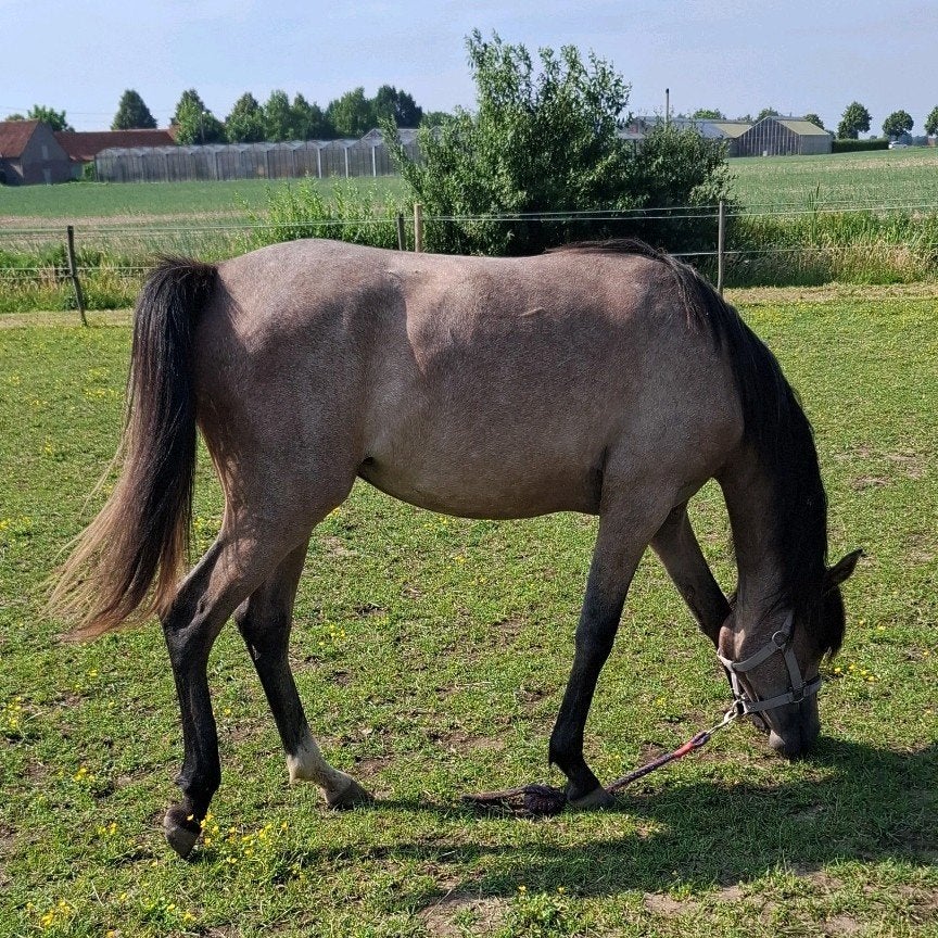 Pony te koop, Dieren en Toebehoren, Merrie, 0 tot 2 jaar