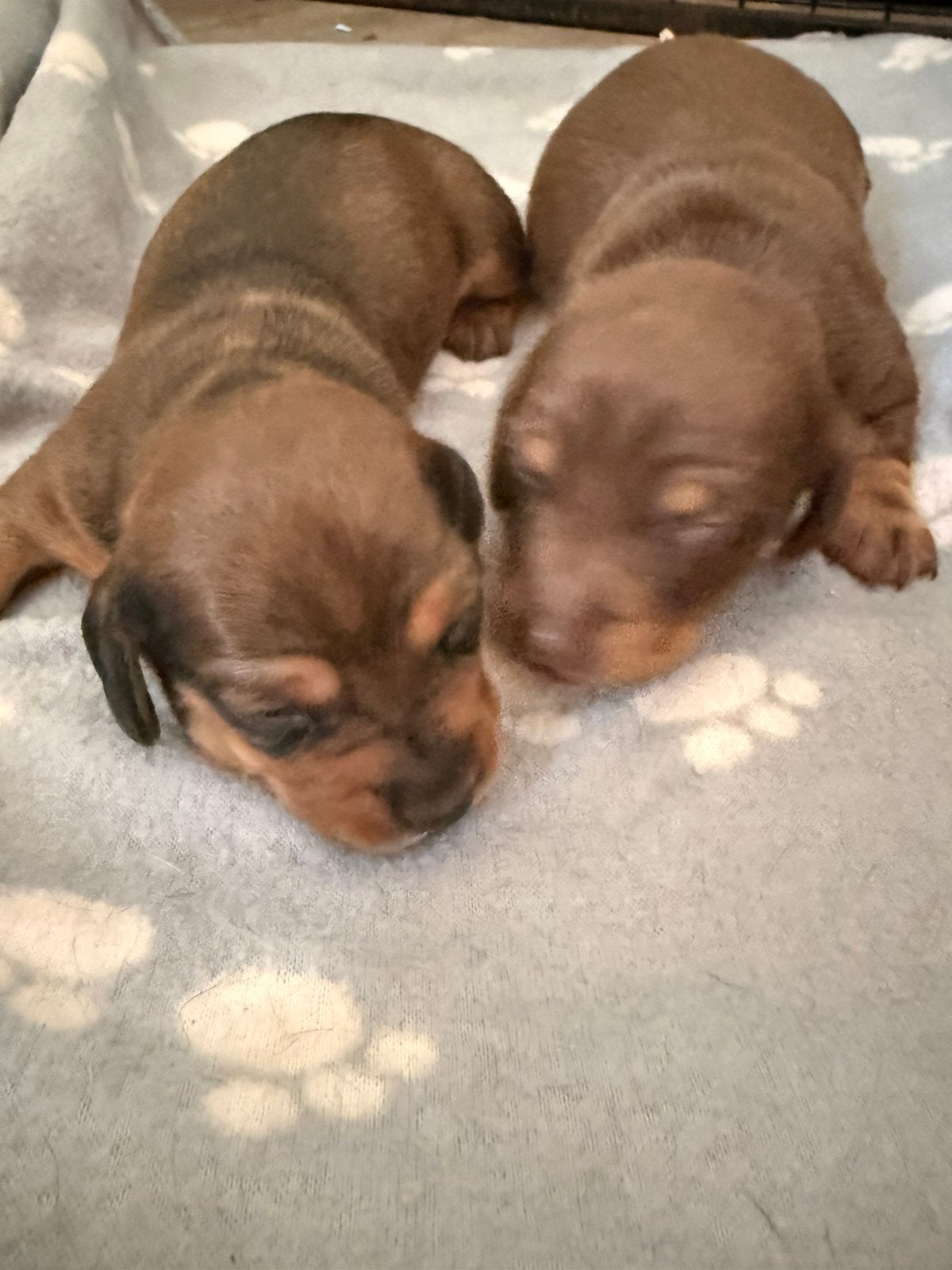 Dwergteckel pupjes, Poils courts, Maladie de Carré (chiens), Plusieurs, Nain