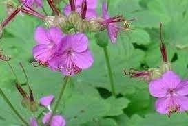 geranium macrorrhizum groenblijvend, Tuin en Terras, Ophalen, Vaste plant