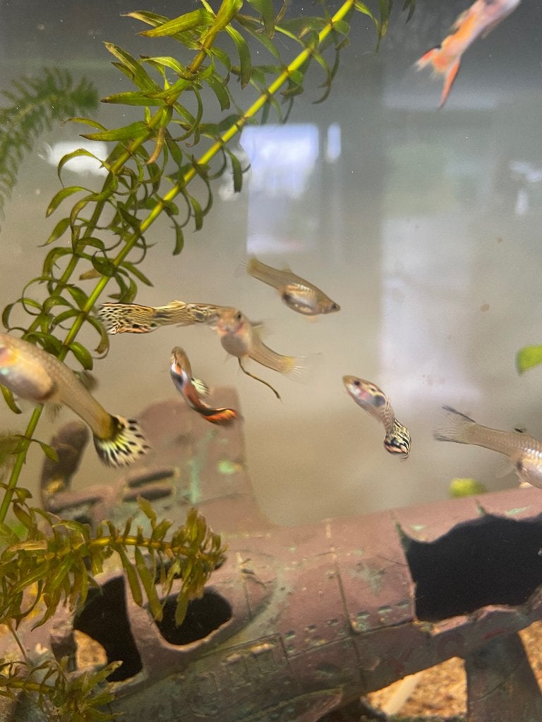 Guppy’s, Vis, Zoetwatervis, Schoolvis