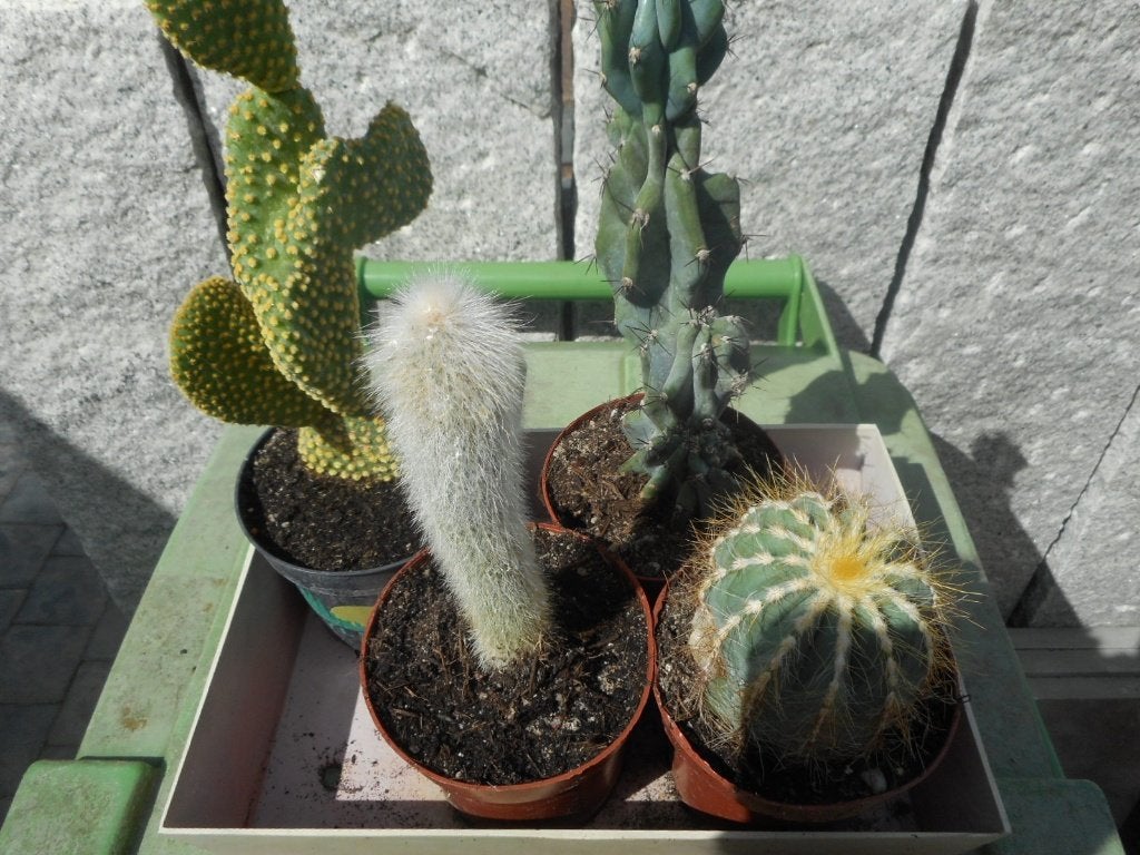 Planten, Ophalen of Verzenden, Vaste plant, Overige soorten, Volle zon