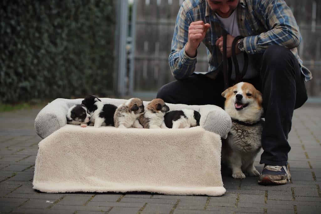 Schattige Welsh Corgi Pembroke Pups – Nu te Reserveren!, Dieren en Toebehoren, België, Overige rassen, 8 tot 15 weken, Meerdere