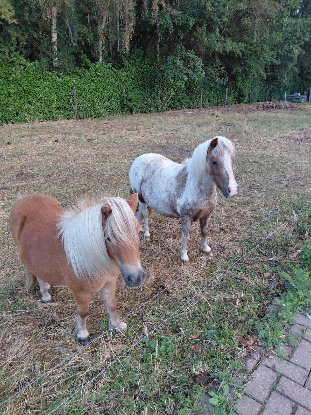 2 prachtige pony merrie's, Merrie, Onbeleerd, Recreatiepony, Ontwormd