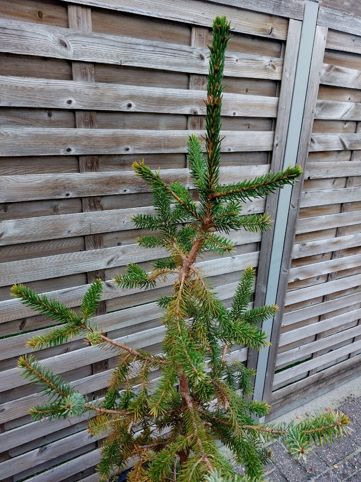 Krulkerstboompje 1m30 met rieten pot, Ophalen