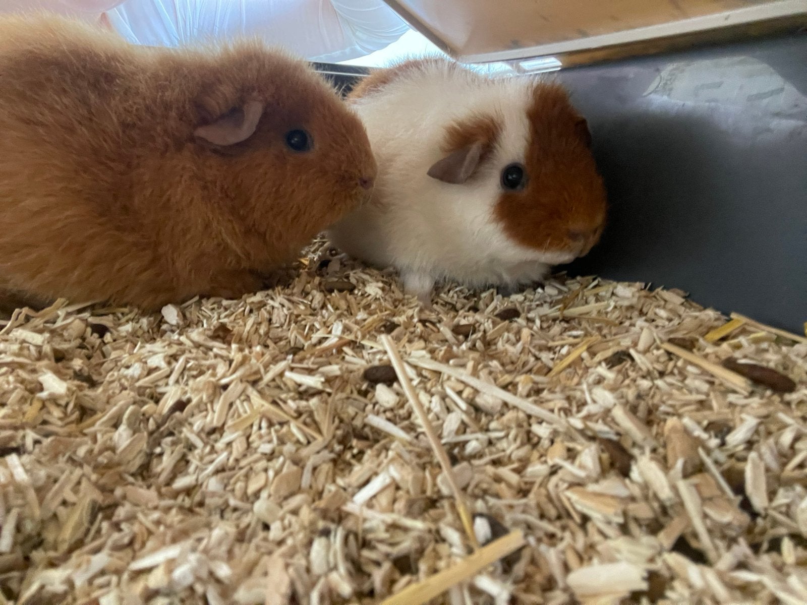 2 handtamme vrouwelijke cavia’s te koop, Cavia, Augustus, Vrouwelijk, Tam