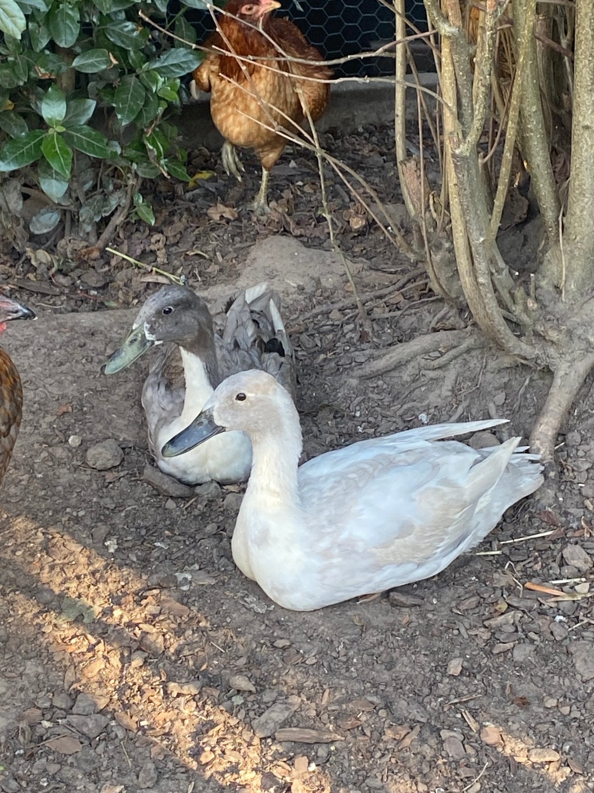 Vrouwtjes loopeenden, Femelle, Canard