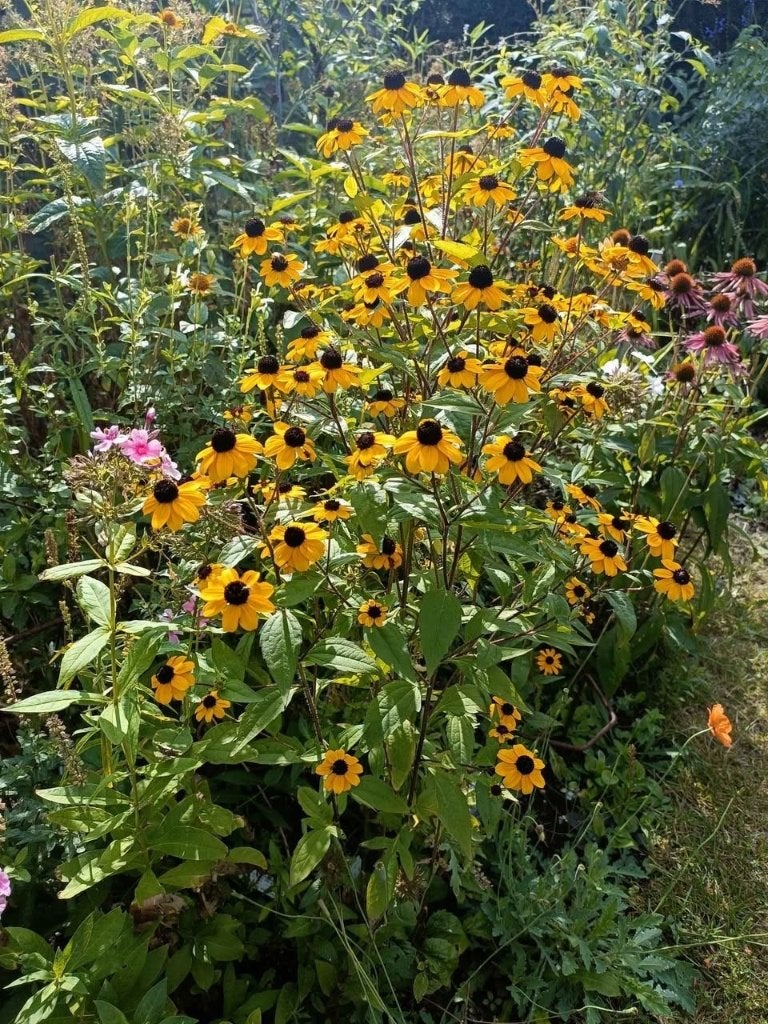 Rudbeckia Triloba, 1,5 euro bloeiend plantje, Tuin en Terras, Planten | Tuinplanten, Volle zon, Vaste plant, Zomer, Ophalen