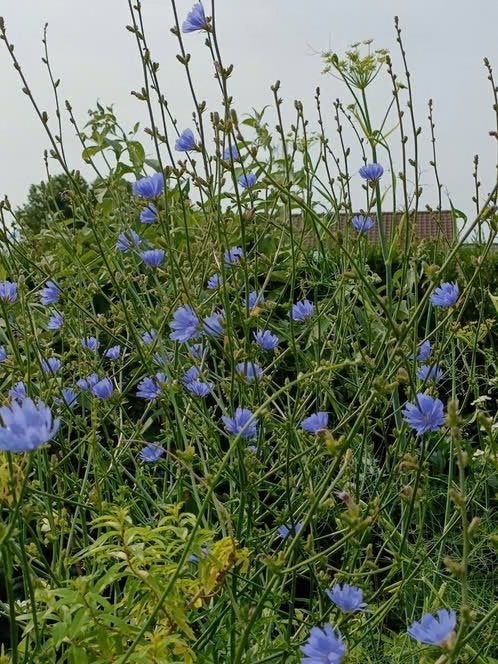 Wilde chichorei , lees beschrijving, Volle zon, Vaste plant, Zomer, Ophalen