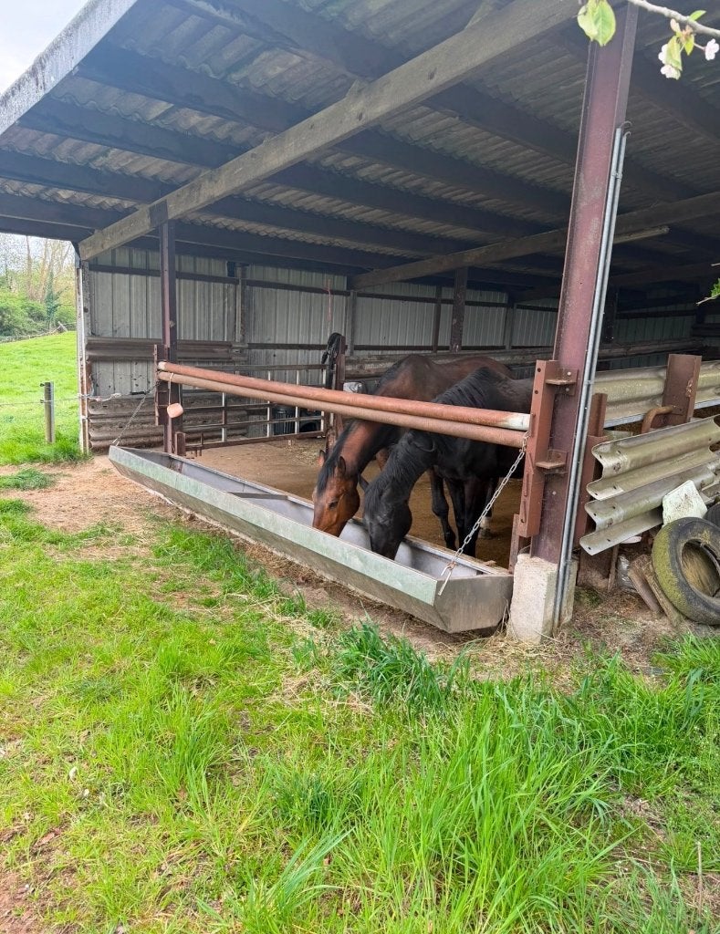 Stal te huur Lennik, Dieren en Toebehoren, Stalling en Weidegang, Weidegang