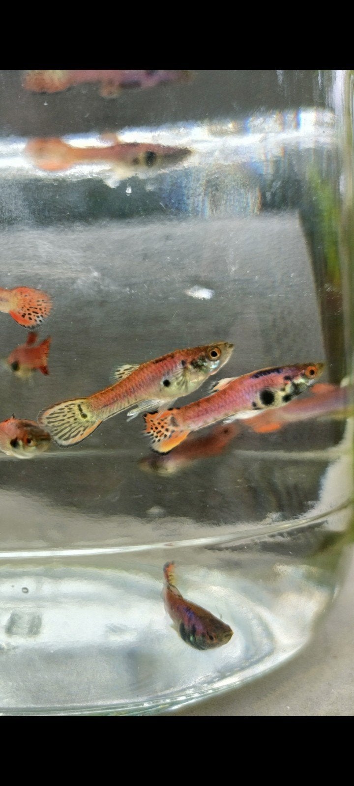 Pink Tiger  guppy endler, Animaux & Accessoires