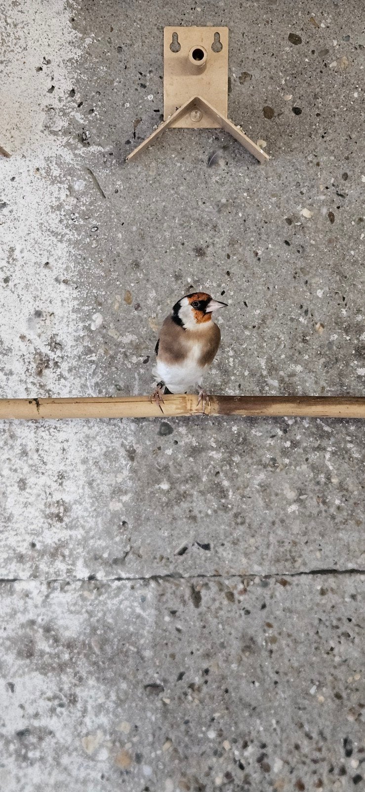 mannen en poppen parva, Dieren en Toebehoren, Meerdere dieren, Wildzangvogel, Geringd