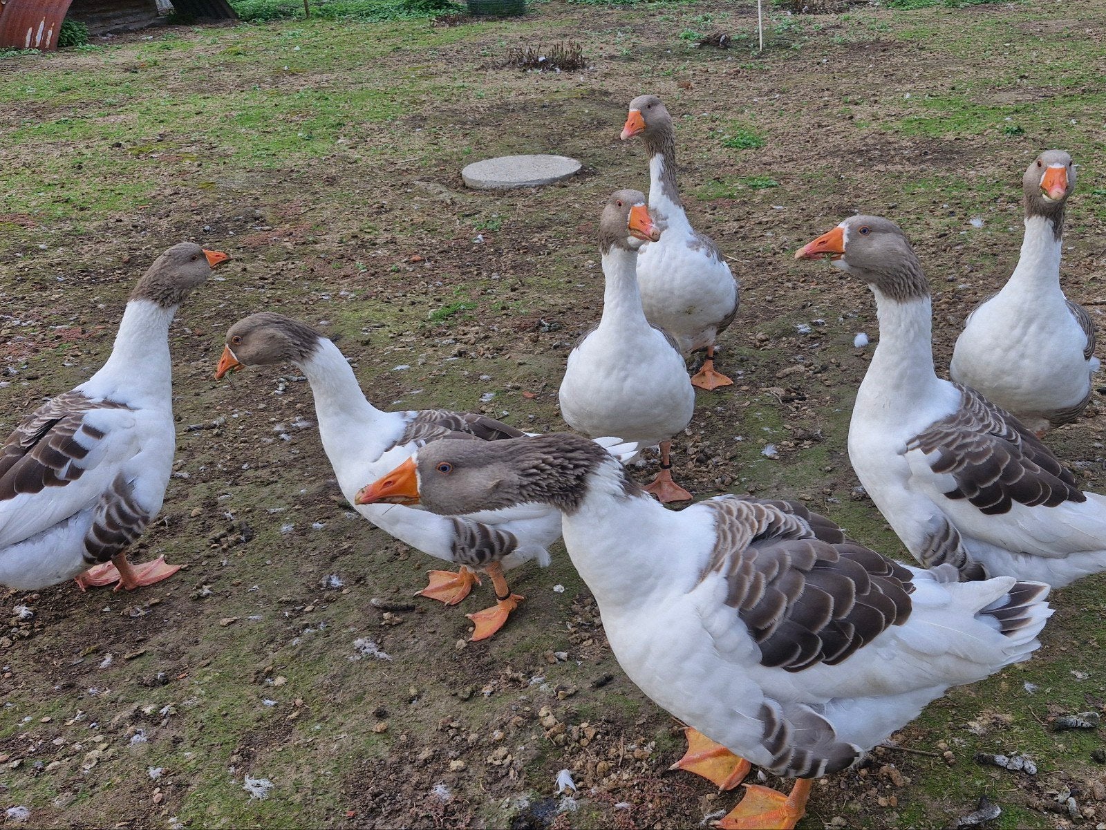 Vlaamse gans vrouwtje, Animaux & Accessoires