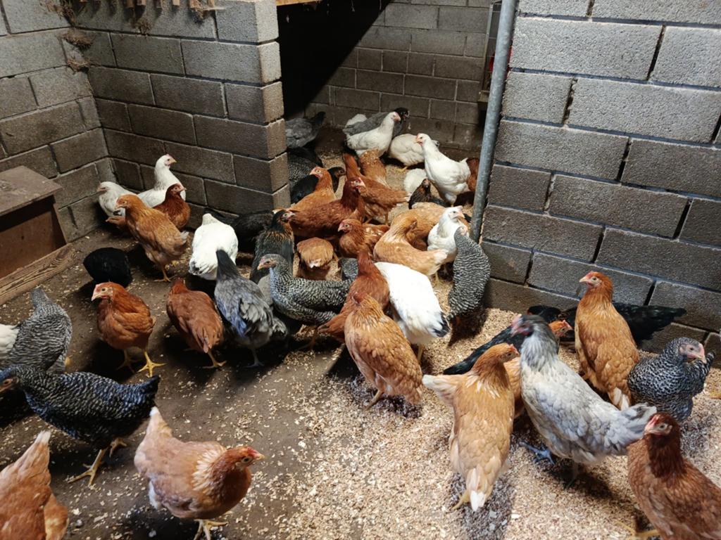 jonge legkippen te reserveren, Dieren en Toebehoren, Pluimvee, Kip