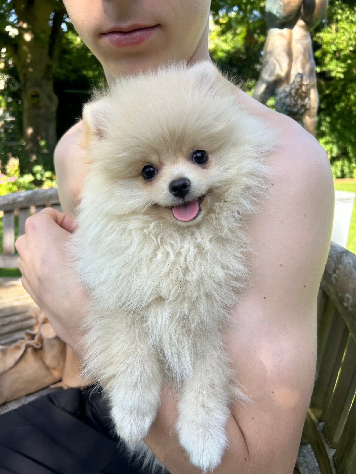 Superbes mini-pomérians (tête d'ours), Animaux & Accessoires, Chiens | Huskys, Loulous & Types primitifs, Plusieurs animaux, Loulou